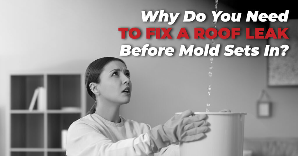 Why Do You Need To Fix A Roof Leak Before Mold Sets In?